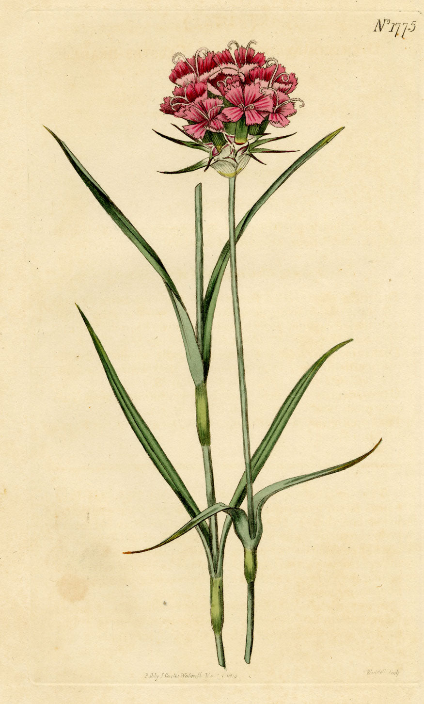 Curtis's Botanical Magazine, Cluster-Headed Pink – 1816 Hand-coloured Engraving