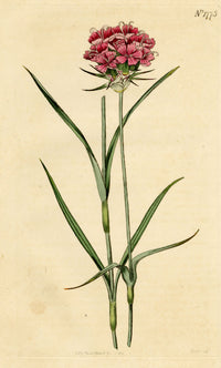 Curtis's Botanical Magazine, Cluster-Headed Pink – 1816 Hand-coloured Engraving