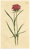 Curtis's Botanical Magazine, Cluster-Headed Pink – 1816 Hand-coloured Engraving