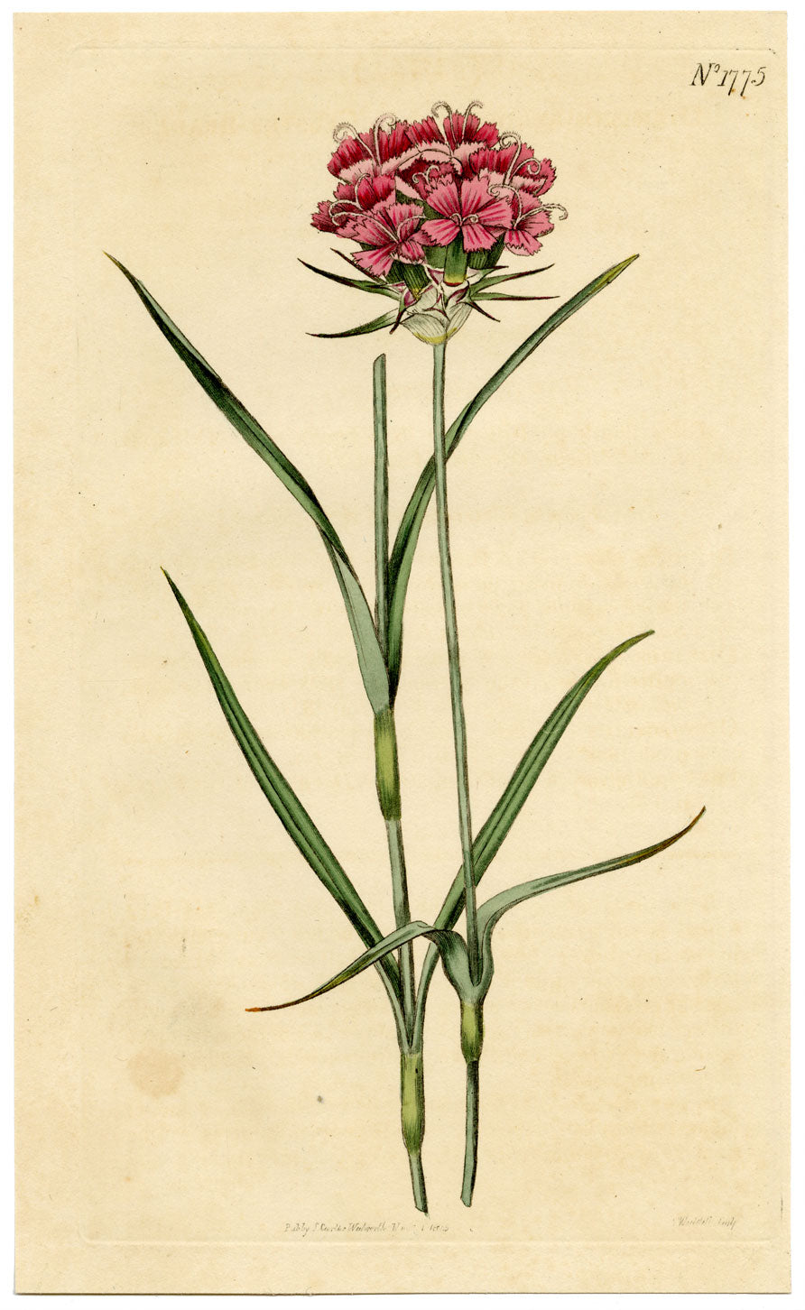 Rivista botanica di Curtis, Rosa a grappolo – Incisione colorata a mano del 1816