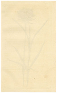 Curtis's Botanical Magazine, Cluster-Headed Pink – 1816 Hand-coloured Engraving