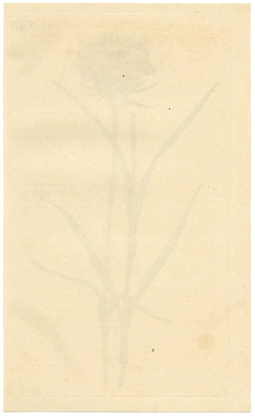 Curtis's Botanical Magazine, Cluster-Headed Pink – 1816 Hand-coloured Engraving