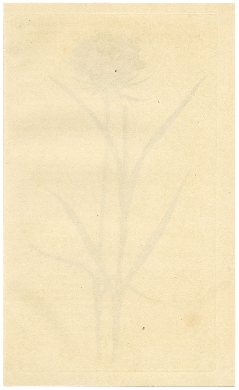 Curtis's Botanical Magazine, Cluster-Headed Pink – 1816 Hand-coloured Engraving