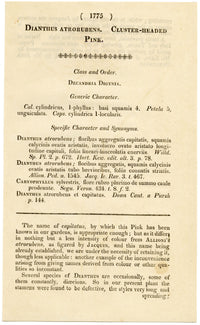 Curtis's Botanical Magazine, Cluster-Headed Pink – 1816 Hand-coloured Engraving