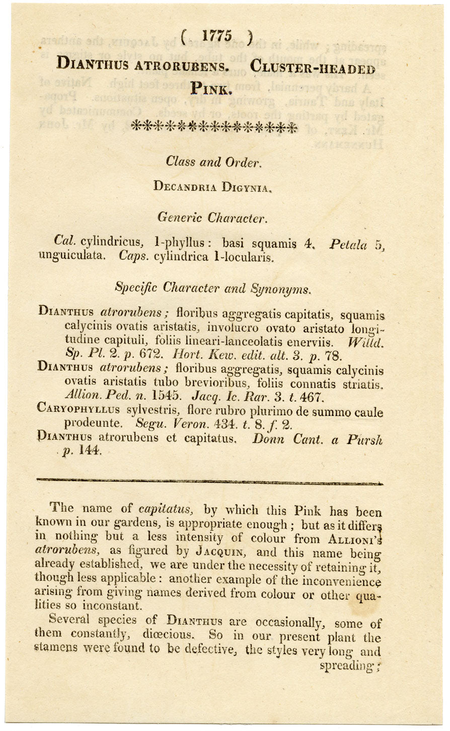 Curtis's Botanical Magazine, Cluster-Headed Pink – 1816 Hand-coloured Engraving