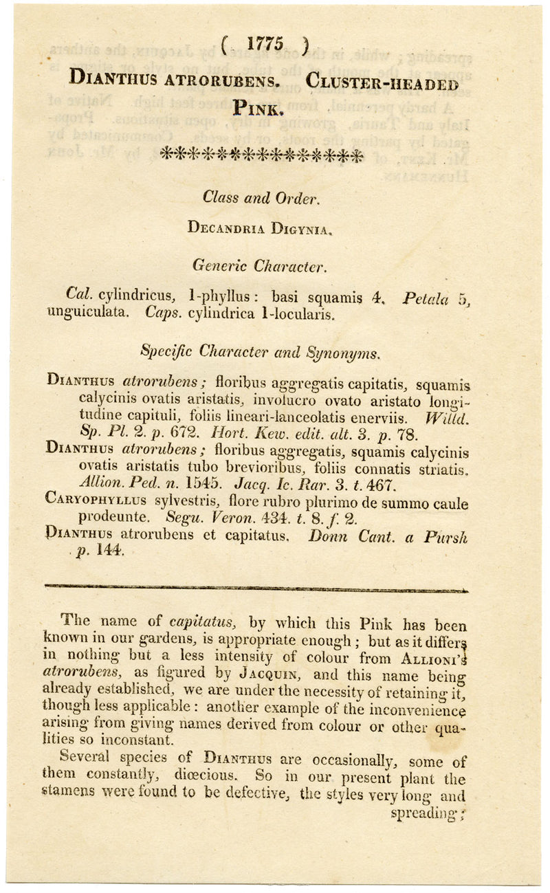Curtis's Botanical Magazine, Cluster-Headed Pink – 1816 Hand-coloured Engraving