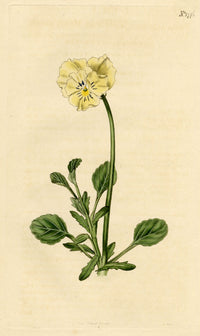 Curtis's Botanical Magazine, Tartarian Heart's-Ease –1816 Handcoloured Engraving