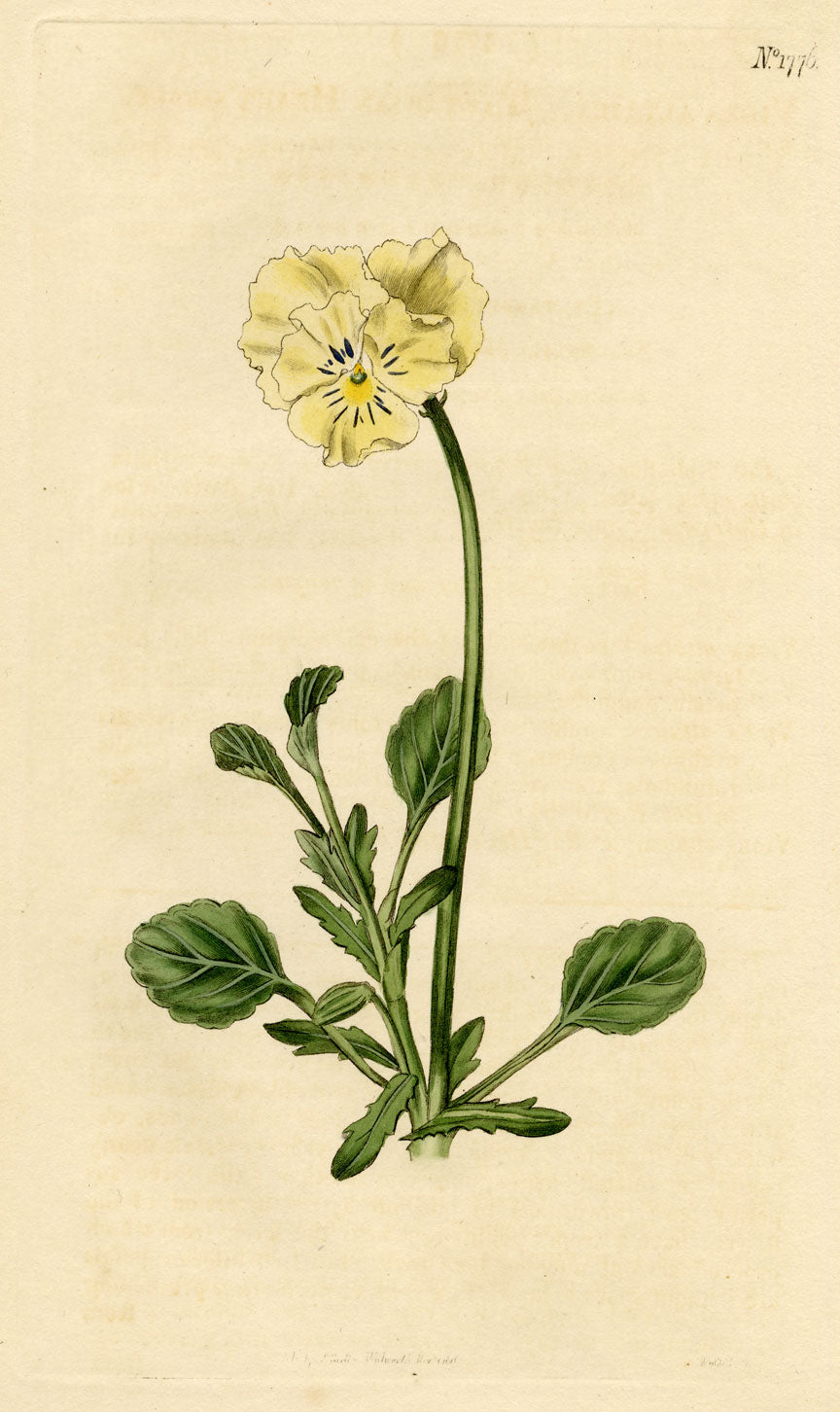 Curtis's Botanical Magazine, Tartarian Heart's-Ease –1816 Handcoloured Engraving