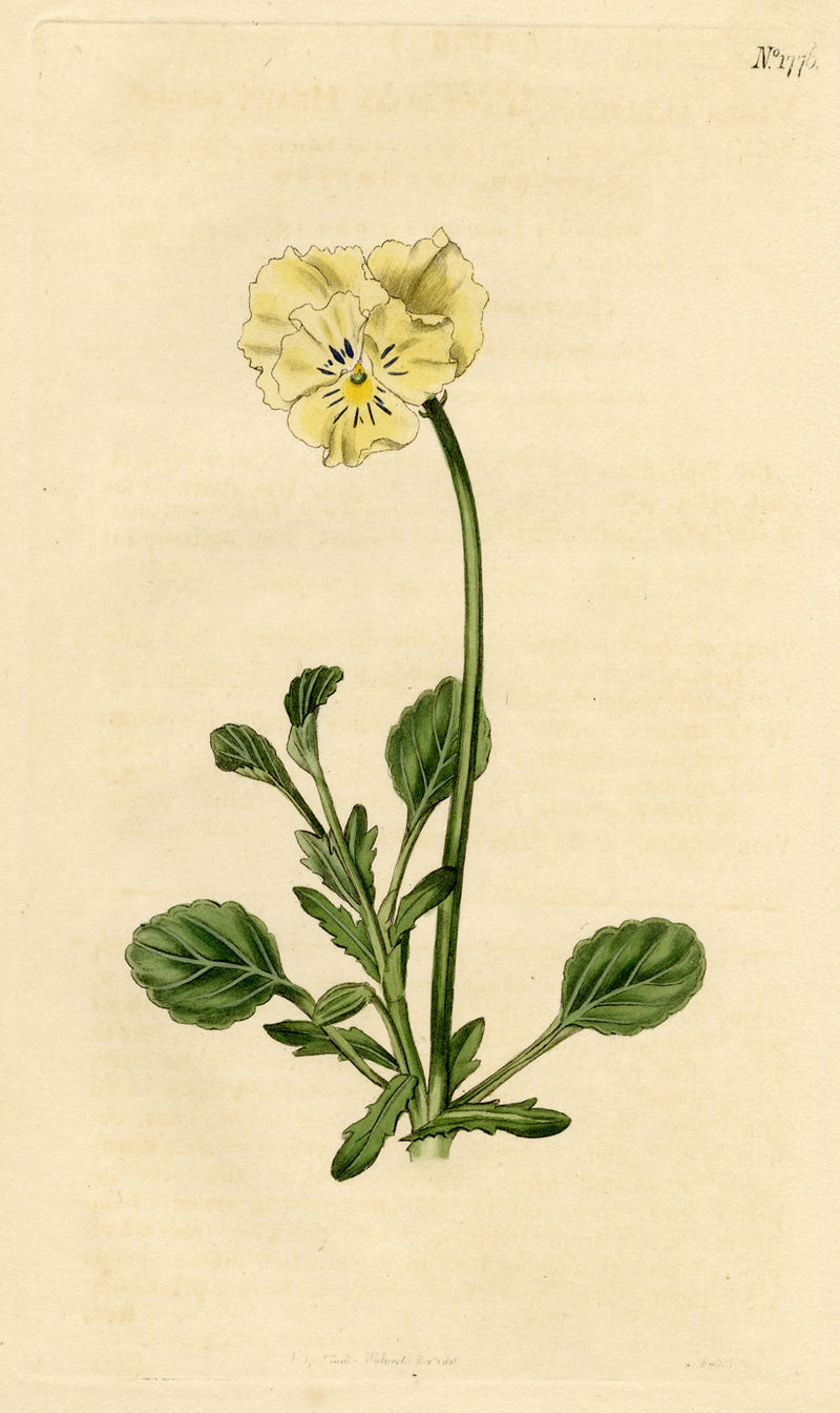 Curtis's Botanical Magazine, Tartarian Heart's-Ease –1816 Handcoloured Engraving