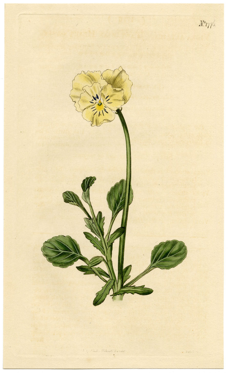 Rivista botanica di Curtis, Tartarian Heart's-Ease – Incisione colorata a mano del 1816