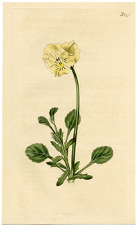 Curtis's Botanical Magazine, Tartarian Heart's-Ease –1816 Handcoloured Engraving