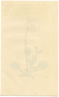 Curtis's Botanical Magazine, Tartarian Heart's-Ease –1816 Handcoloured Engraving