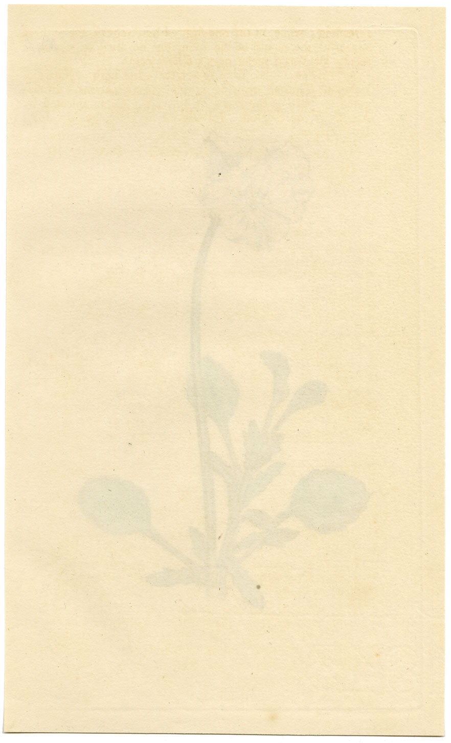 Curtis's Botanical Magazine, Tartarian Heart's-Ease –1816 Handcoloured Engraving