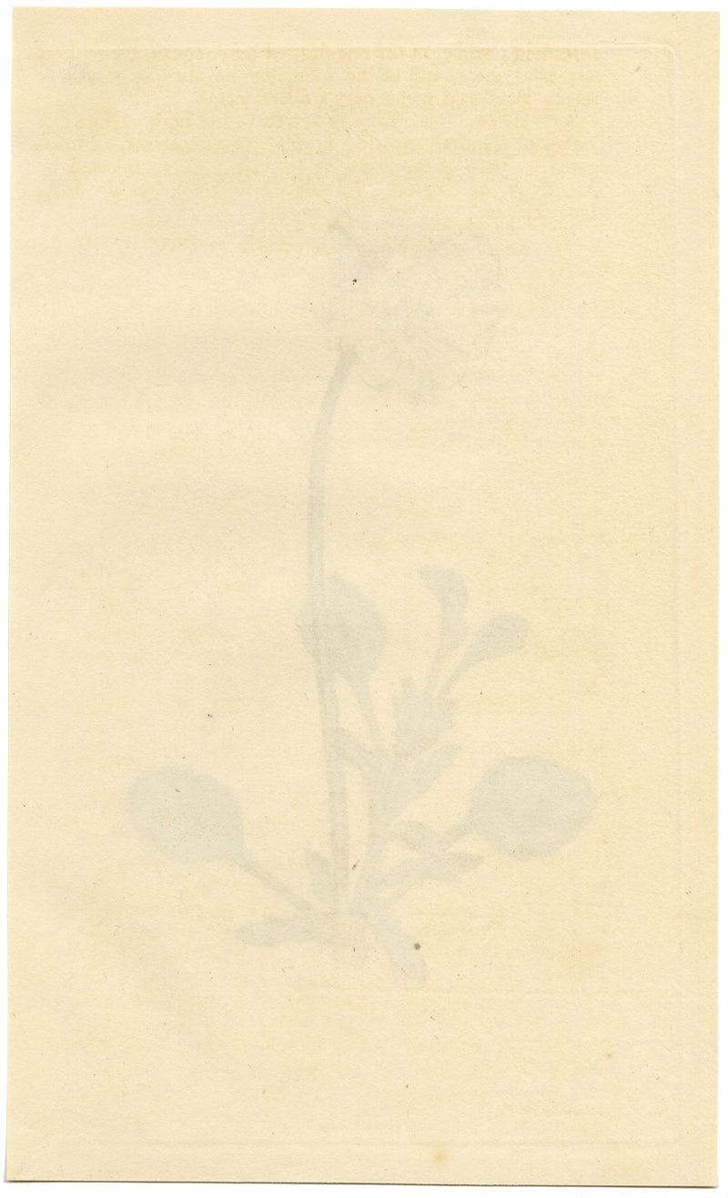 Curtis's Botanical Magazine, Tartarian Heart's-Ease –1816 Handcoloured Engraving