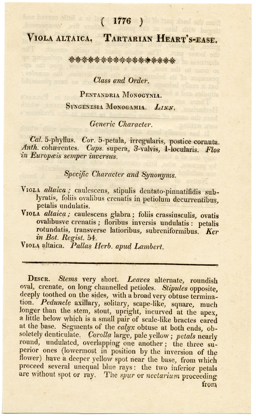 Curtis's Botanical Magazine, Tartarian Heart's-Ease –1816 Handcoloured Engraving