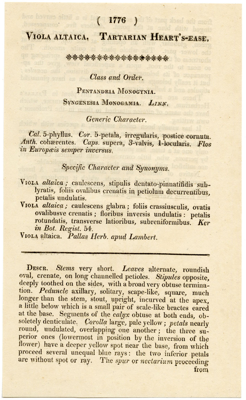 Curtis's Botanical Magazine, Tartarian Heart's-Ease –1816 Handcoloured Engraving