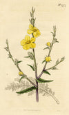 Curtis's Botanical Magazine, Cut-Leaved Mullein – 1816 Hand-coloured Engraving