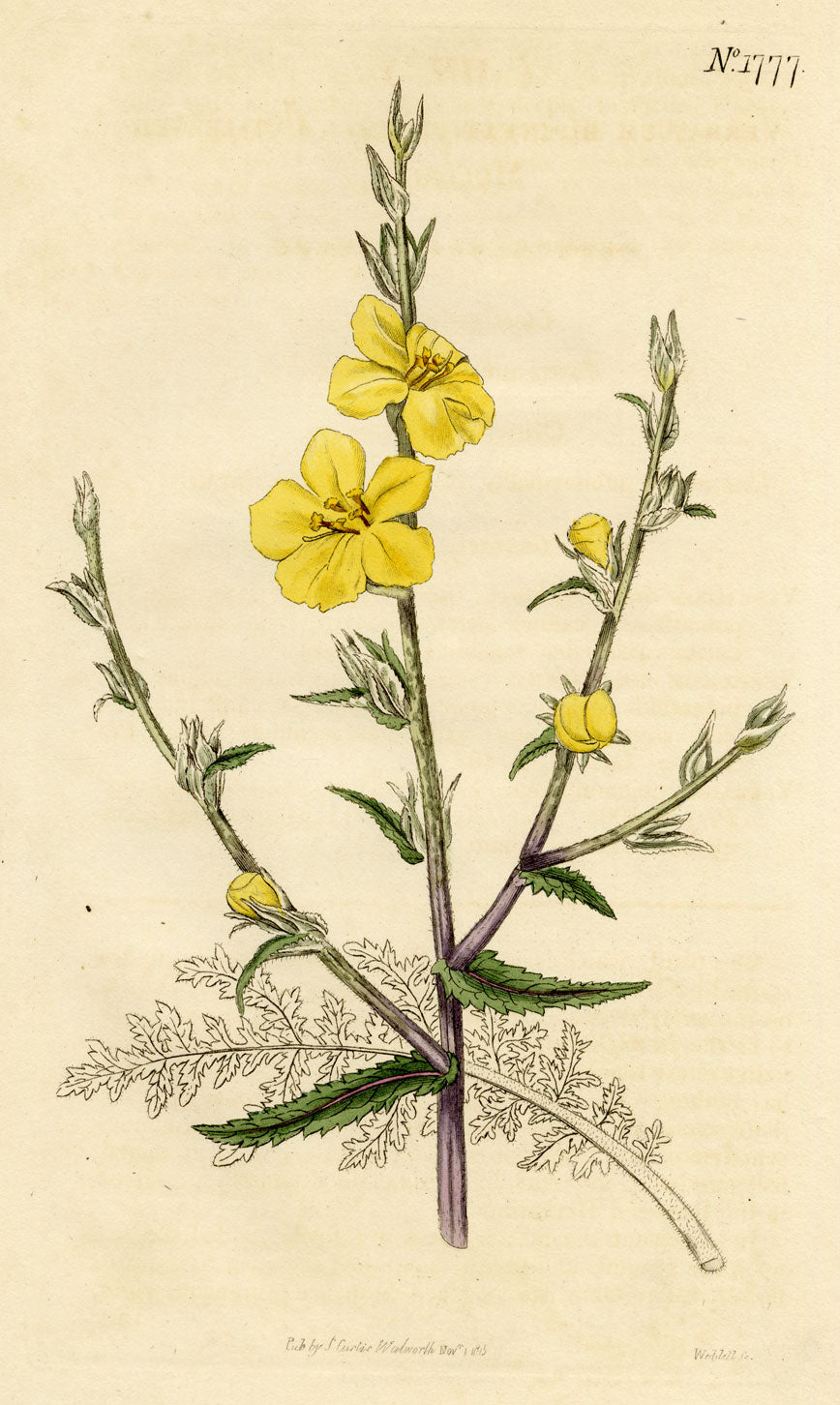 Curtis's Botanical Magazine, Cut-Leaved Mullein – 1816 Hand-coloured Engraving