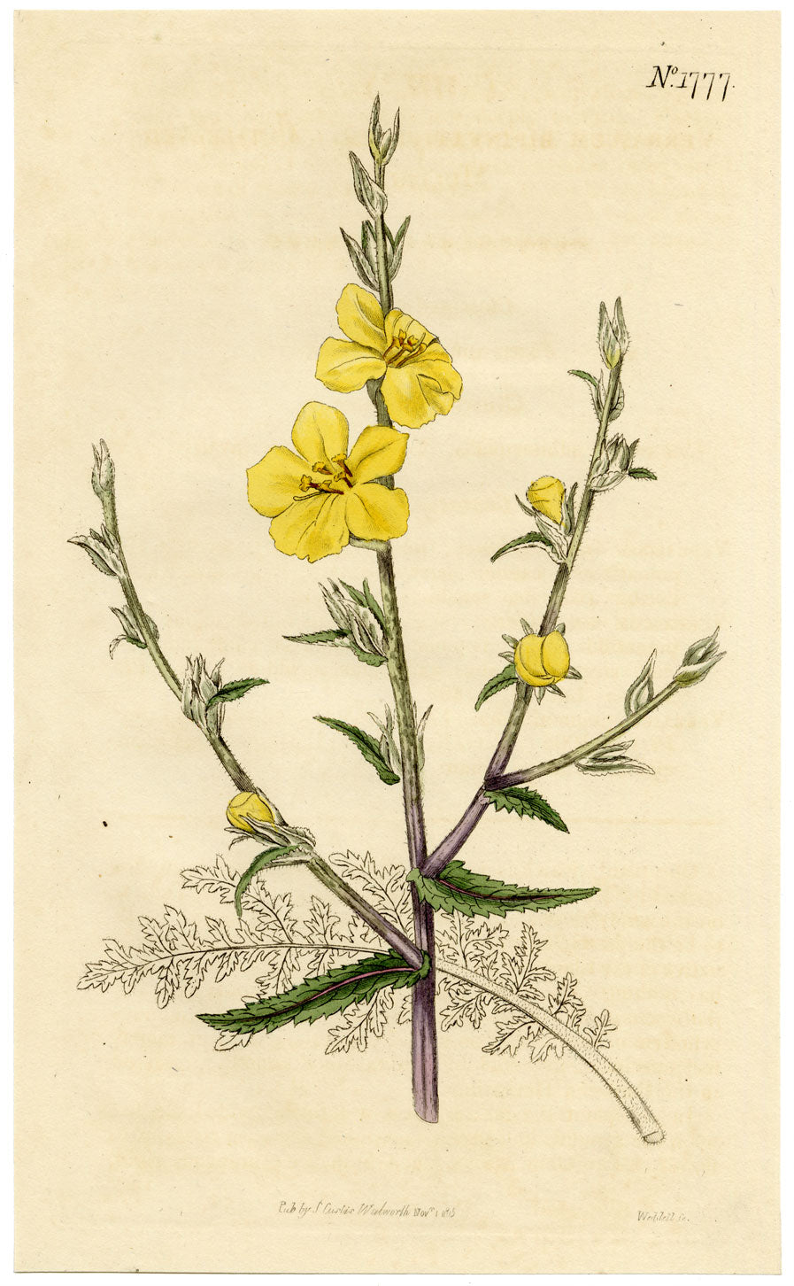 Rivista botanica di Curtis, Verbasco a foglie recise – Incisione colorata a mano del 1816