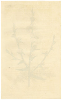 Rivista botanica di Curtis, Verbasco a foglie recise – Incisione colorata a mano del 1816