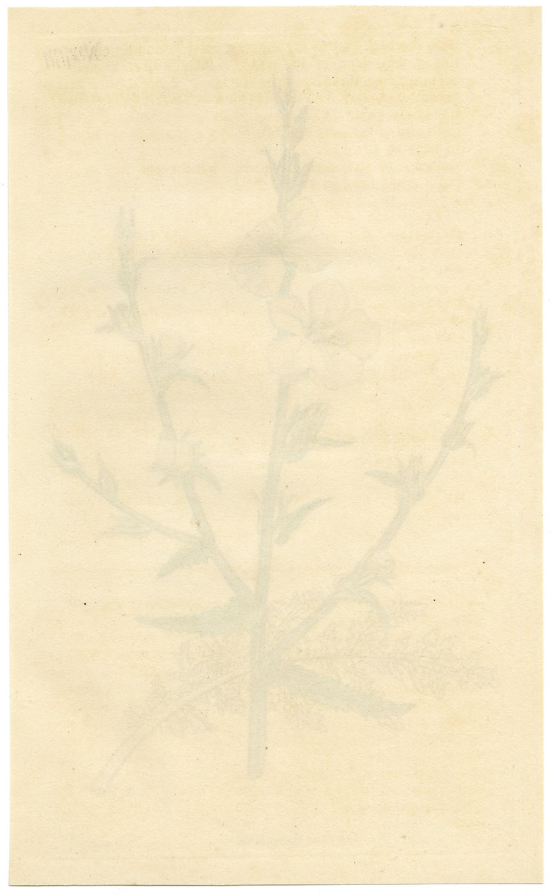 Rivista botanica di Curtis, Verbasco a foglie recise – Incisione colorata a mano del 1816
