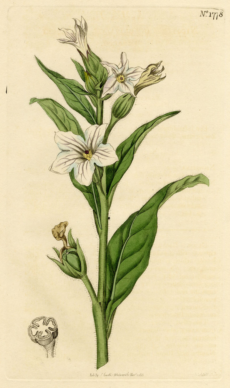 Curtis's Botanical Magazine, Missouri Tobacco – 1816 Hand-coloured Engraving