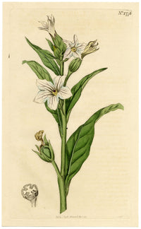 Rivista botanica di Curtis, Missouri Tobacco – Incisione colorata a mano del 1816