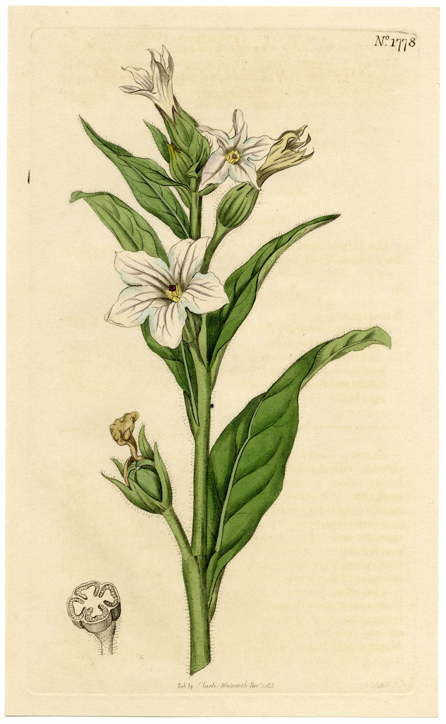 Rivista botanica di Curtis, Missouri Tobacco – Incisione colorata a mano del 1816