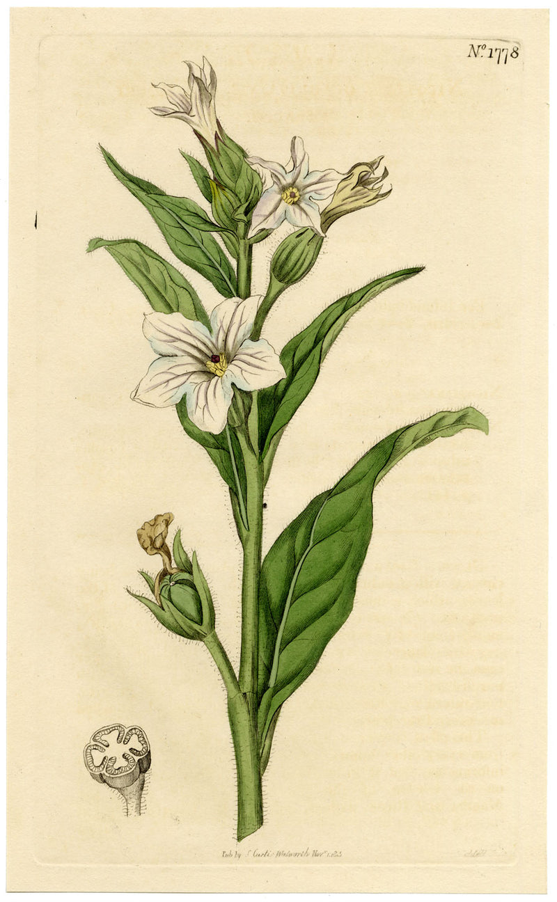 Rivista botanica di Curtis, Missouri Tobacco – Incisione colorata a mano del 1816