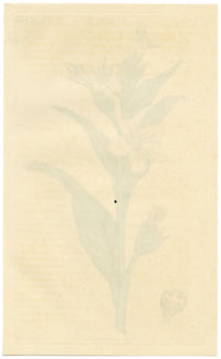 Rivista botanica di Curtis, Missouri Tobacco – Incisione colorata a mano del 1816