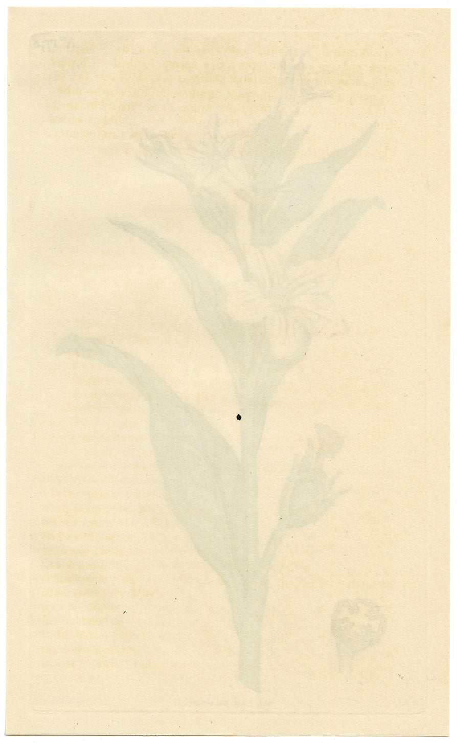 Rivista botanica di Curtis, Missouri Tobacco – Incisione colorata a mano del 1816