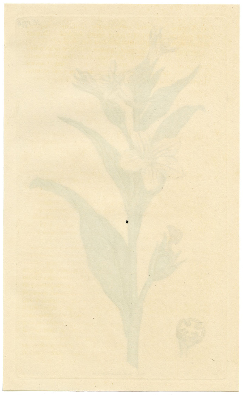 Rivista botanica di Curtis, Missouri Tobacco – Incisione colorata a mano del 1816