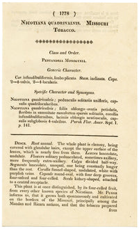 Rivista botanica di Curtis, Missouri Tobacco – Incisione colorata a mano del 1816
