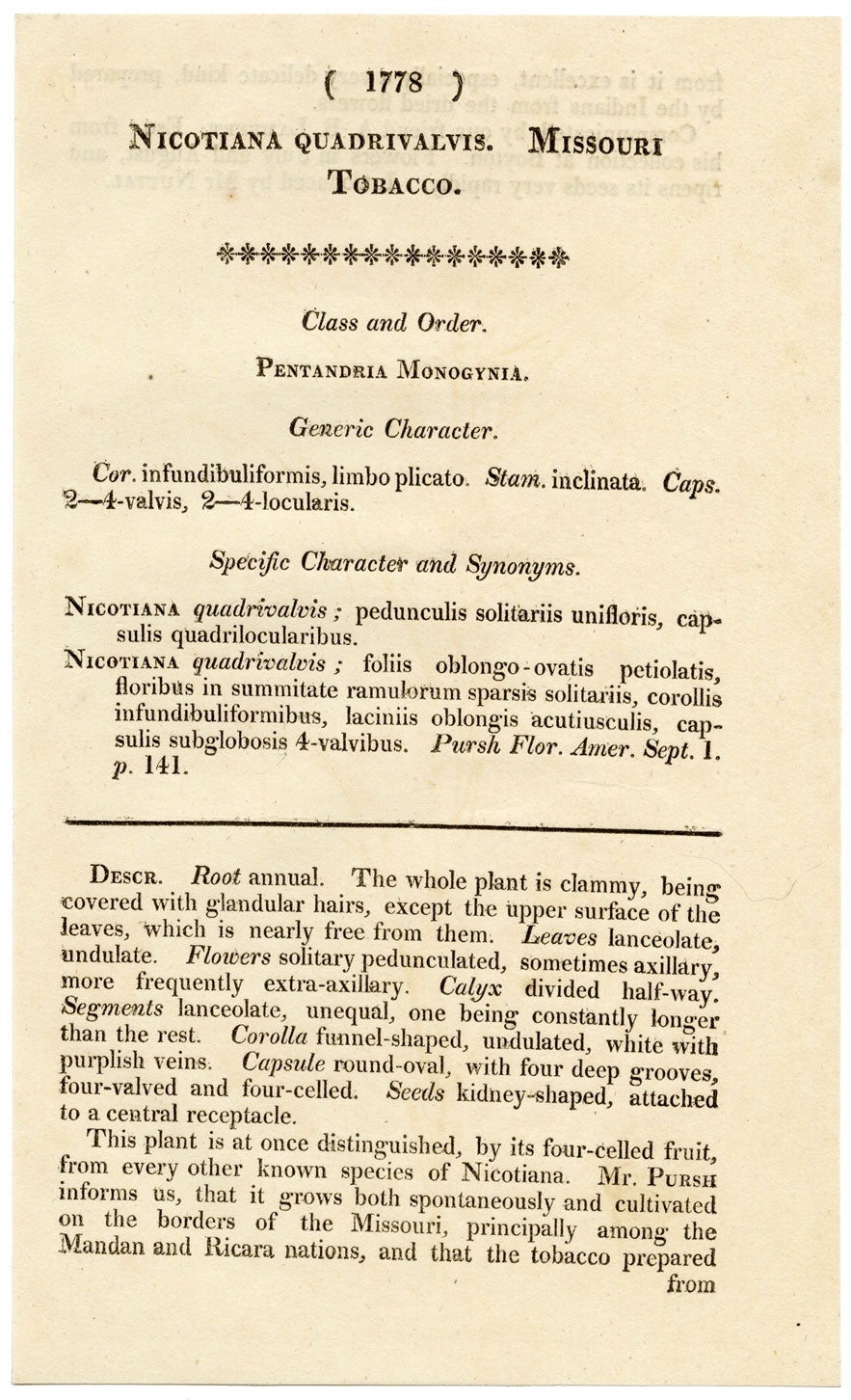 Rivista botanica di Curtis, Missouri Tobacco – Incisione colorata a mano del 1816