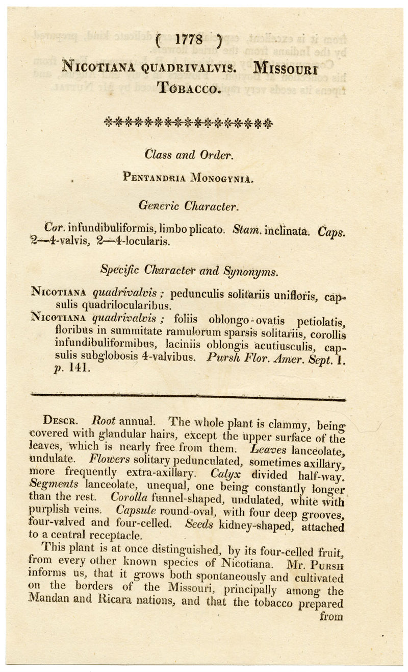 Rivista botanica di Curtis, Missouri Tobacco – Incisione colorata a mano del 1816