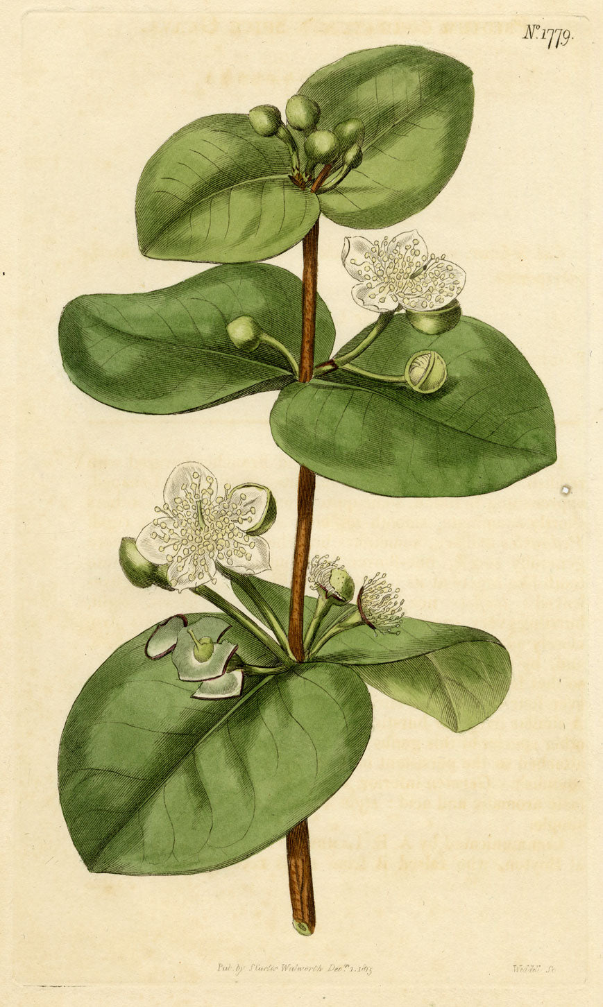 Curtis's Botanical Magazine, Spice Guava – 1816 Hand-coloured Engraving Print