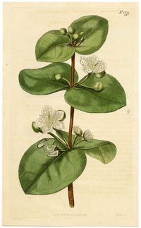 Rivista botanica di Curtis, Spice Guava – Stampa incisa a mano del 1816