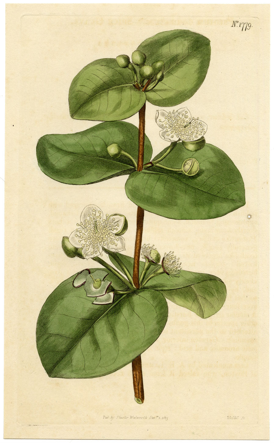 Rivista botanica di Curtis, Spice Guava – Stampa incisa a mano del 1816