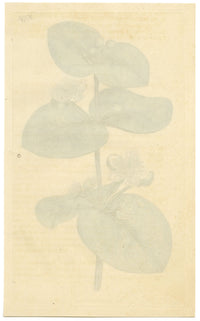 Rivista botanica di Curtis, Spice Guava – Stampa incisa a mano del 1816