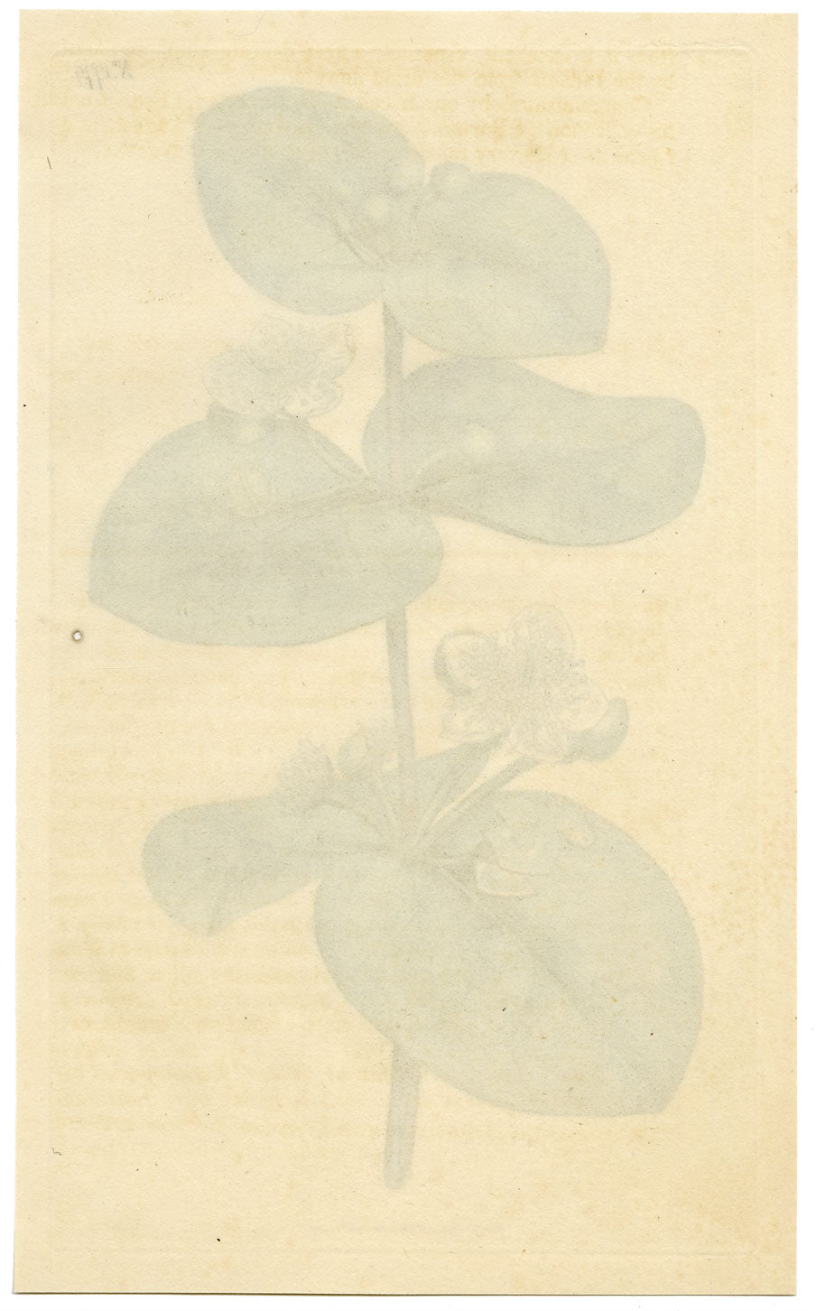 Rivista botanica di Curtis, Spice Guava – Stampa incisa a mano del 1816