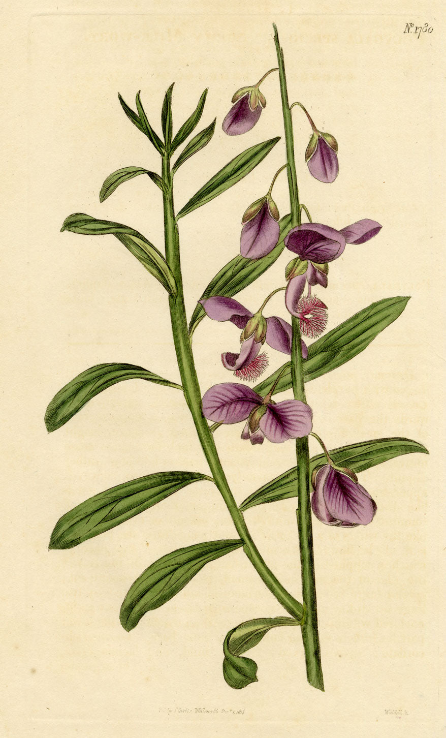 Curtis's Botanical Magazine, Shewy Milk-Wort –1816 Hand-coloured Engraving Print