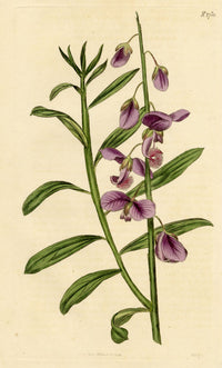 Curtis's Botanical Magazine, Shewy Milk-Wort –1816 Hand-coloured Engraving Print