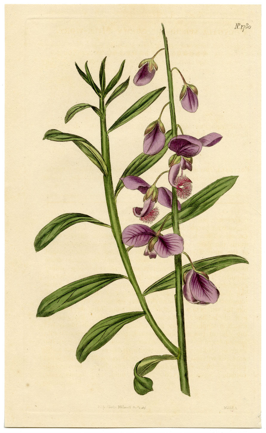 Rivista botanica di Curtis, Shewy Milk-Wort – stampa incisa a mano del 1816