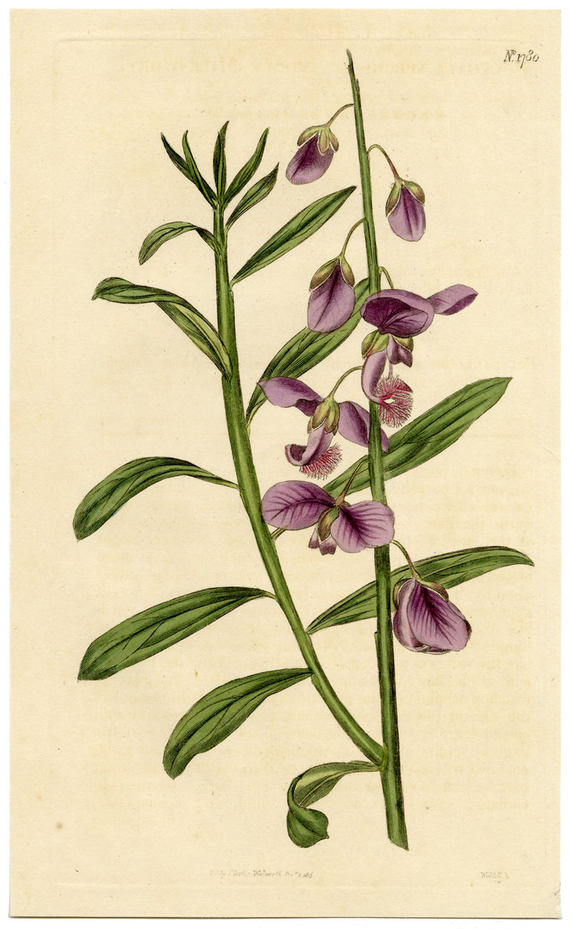 Rivista botanica di Curtis, Shewy Milk-Wort – stampa incisa a mano del 1816