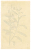 Rivista botanica di Curtis, Shewy Milk-Wort – stampa incisa a mano del 1816