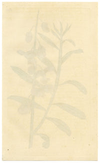 Rivista botanica di Curtis, Shewy Milk-Wort – stampa incisa a mano del 1816