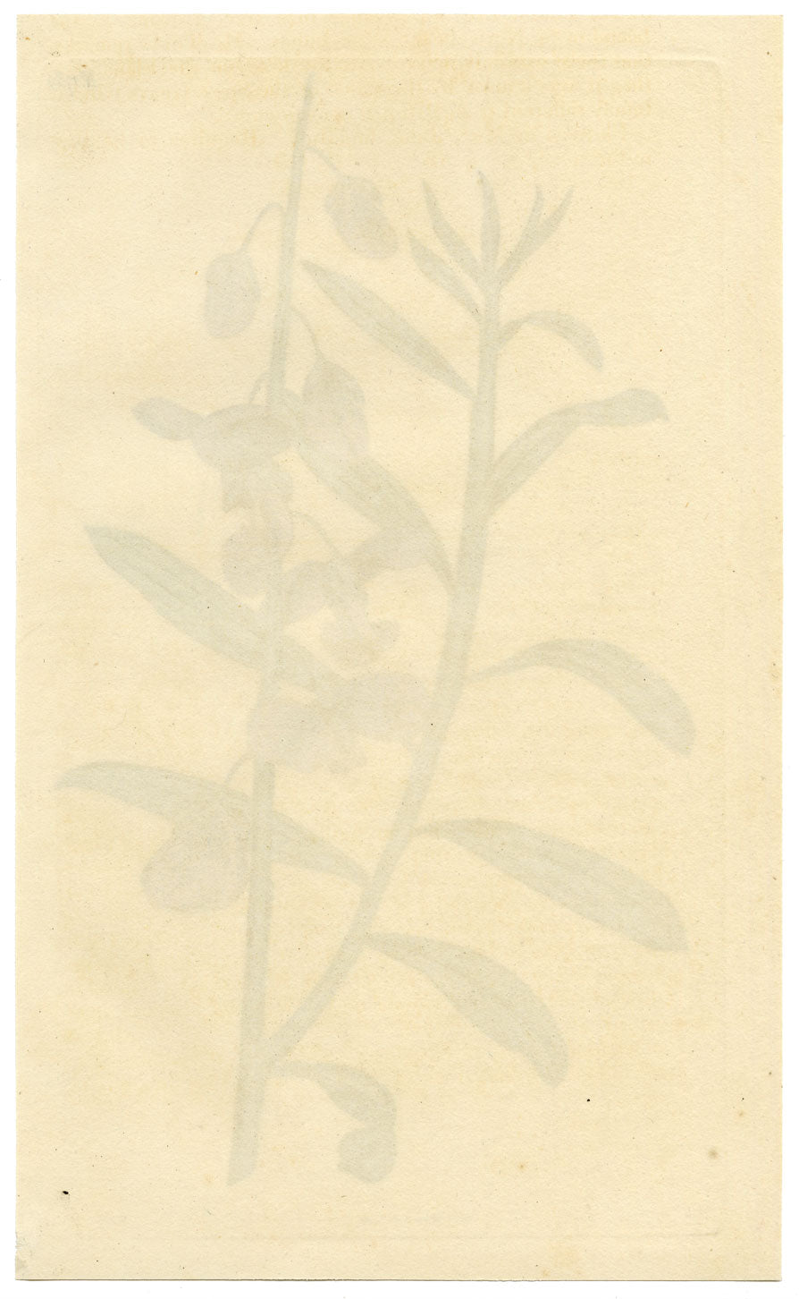 Rivista botanica di Curtis, Shewy Milk-Wort – stampa incisa a mano del 1816