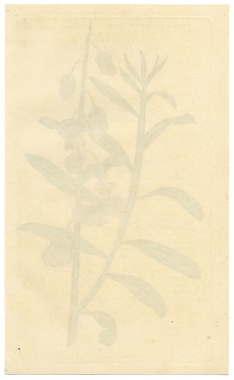 Rivista botanica di Curtis, Shewy Milk-Wort – stampa incisa a mano del 1816