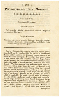 Rivista botanica di Curtis, Shewy Milk-Wort – stampa incisa a mano del 1816
