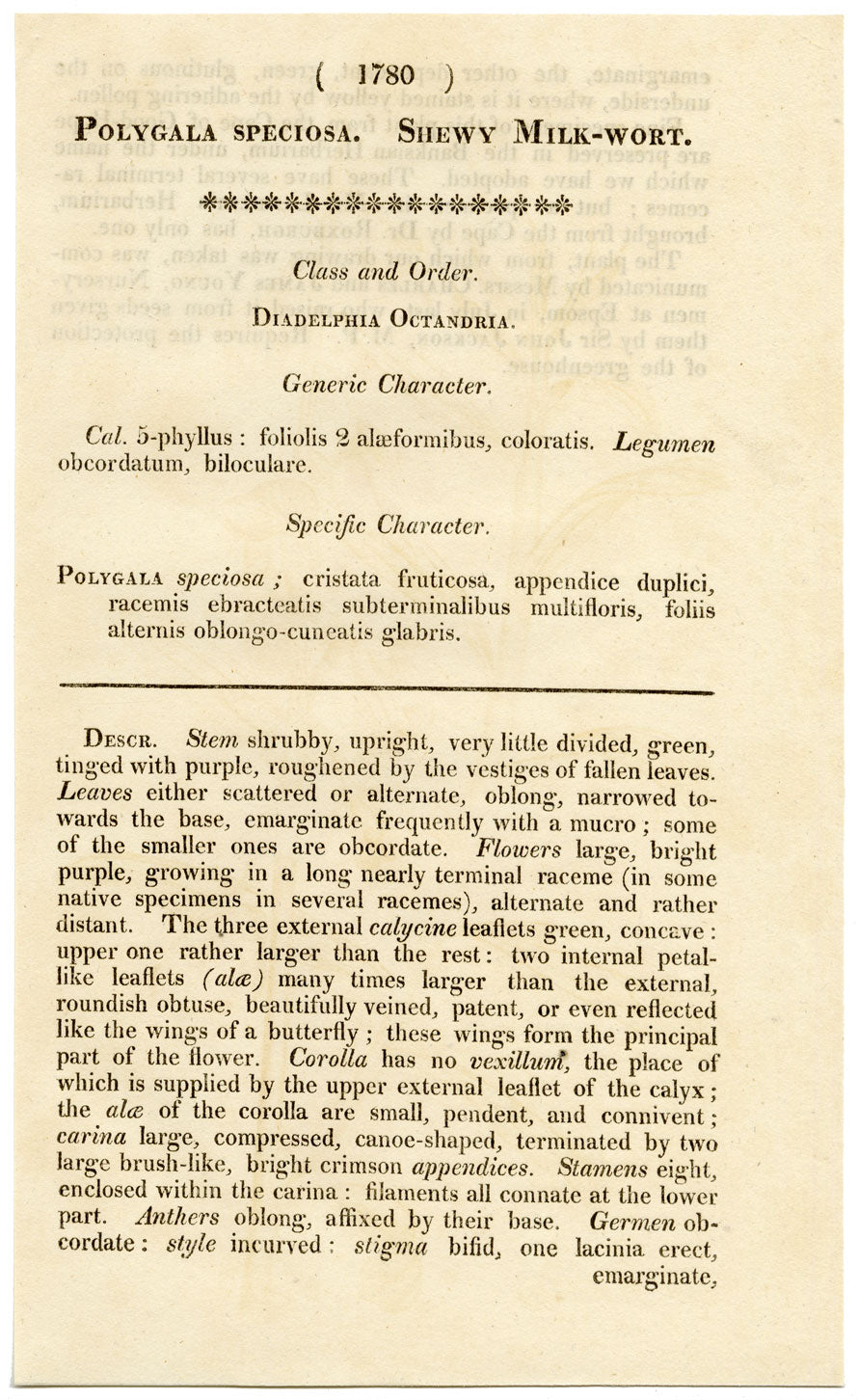 Rivista botanica di Curtis, Shewy Milk-Wort – stampa incisa a mano del 1816
